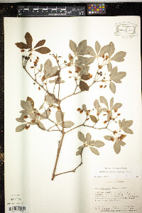 Rhododendron pilosum image