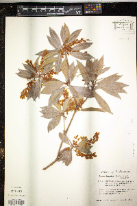 Pieris japonica image