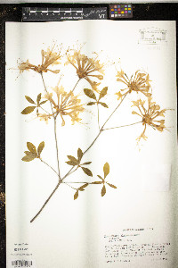 Rhododendron alabamense image