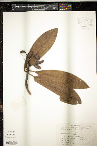 Media resource of Rhododendron discolor