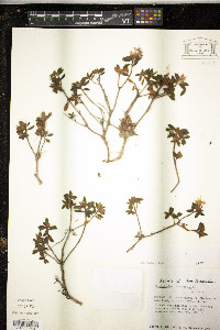 Rhododendron lapponicum image
