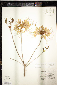 Rhododendron periclymenoides image
