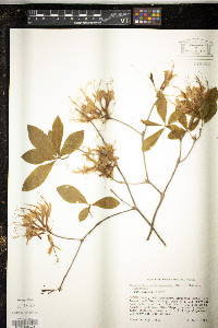 Rhododendron periclymenoides image