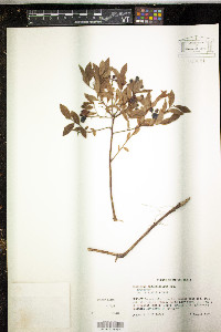 Vaccinium angustifolium image