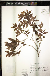 Vaccinium erythrocarpum image