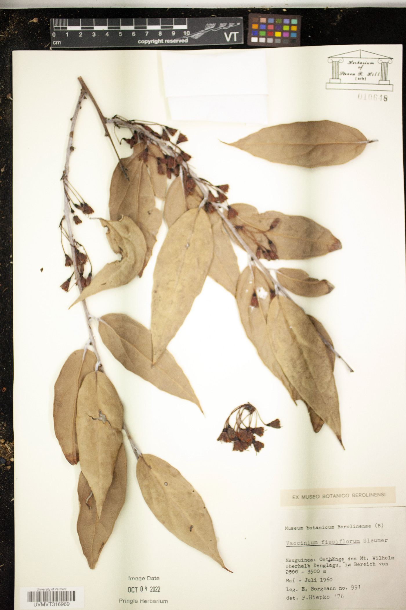 Dimorphanthera image