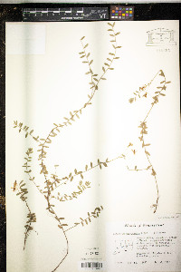 Vaccinium macrocarpon image