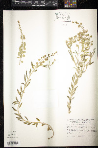 Aethionema saxatile image