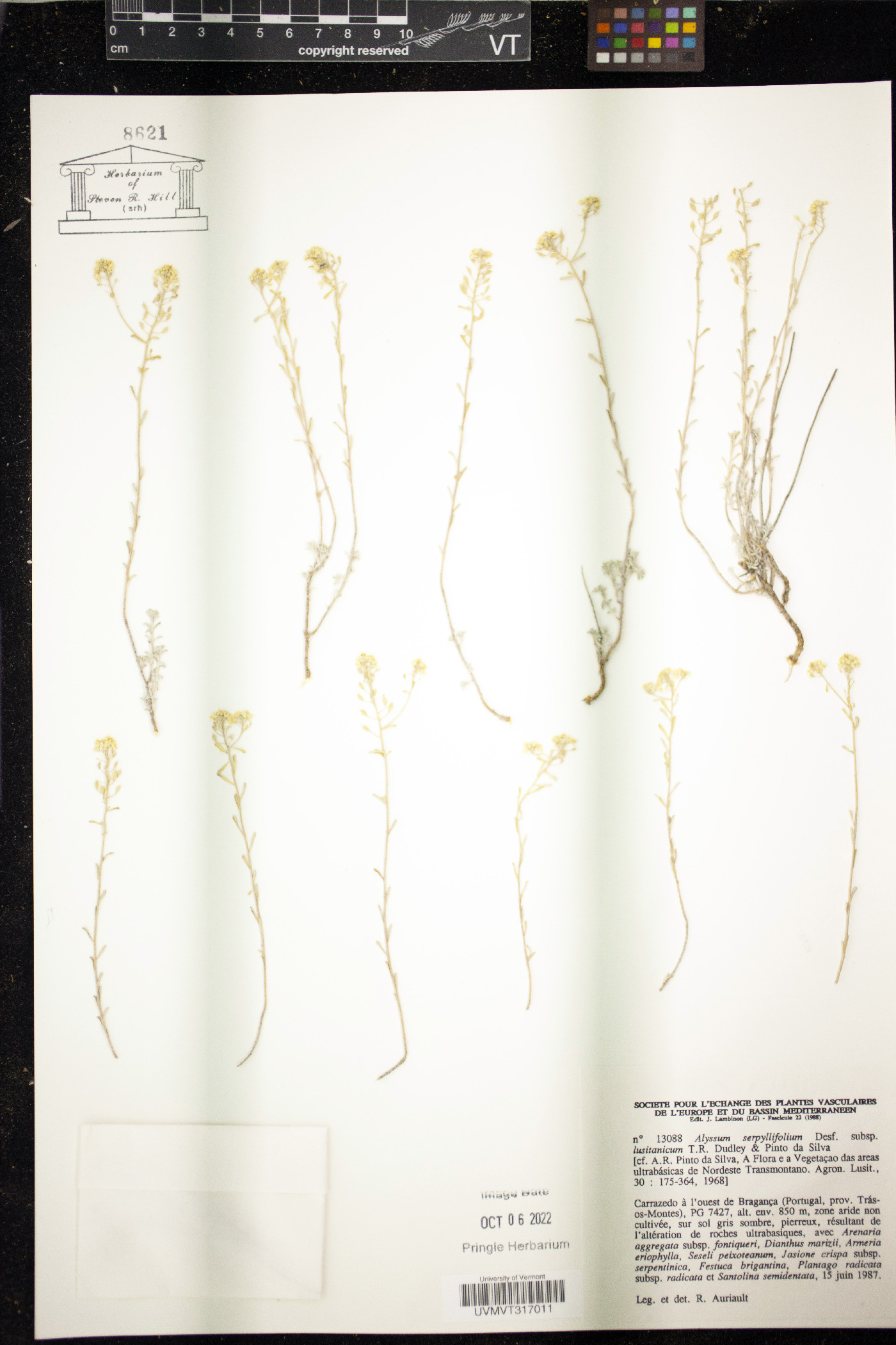 Alyssum serpyllifolium image