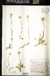 Arabis blepharophylla image