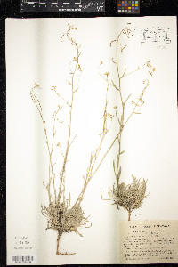 Arabis cobrensis image