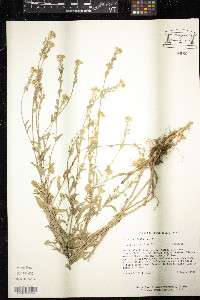 Berteroa incana image