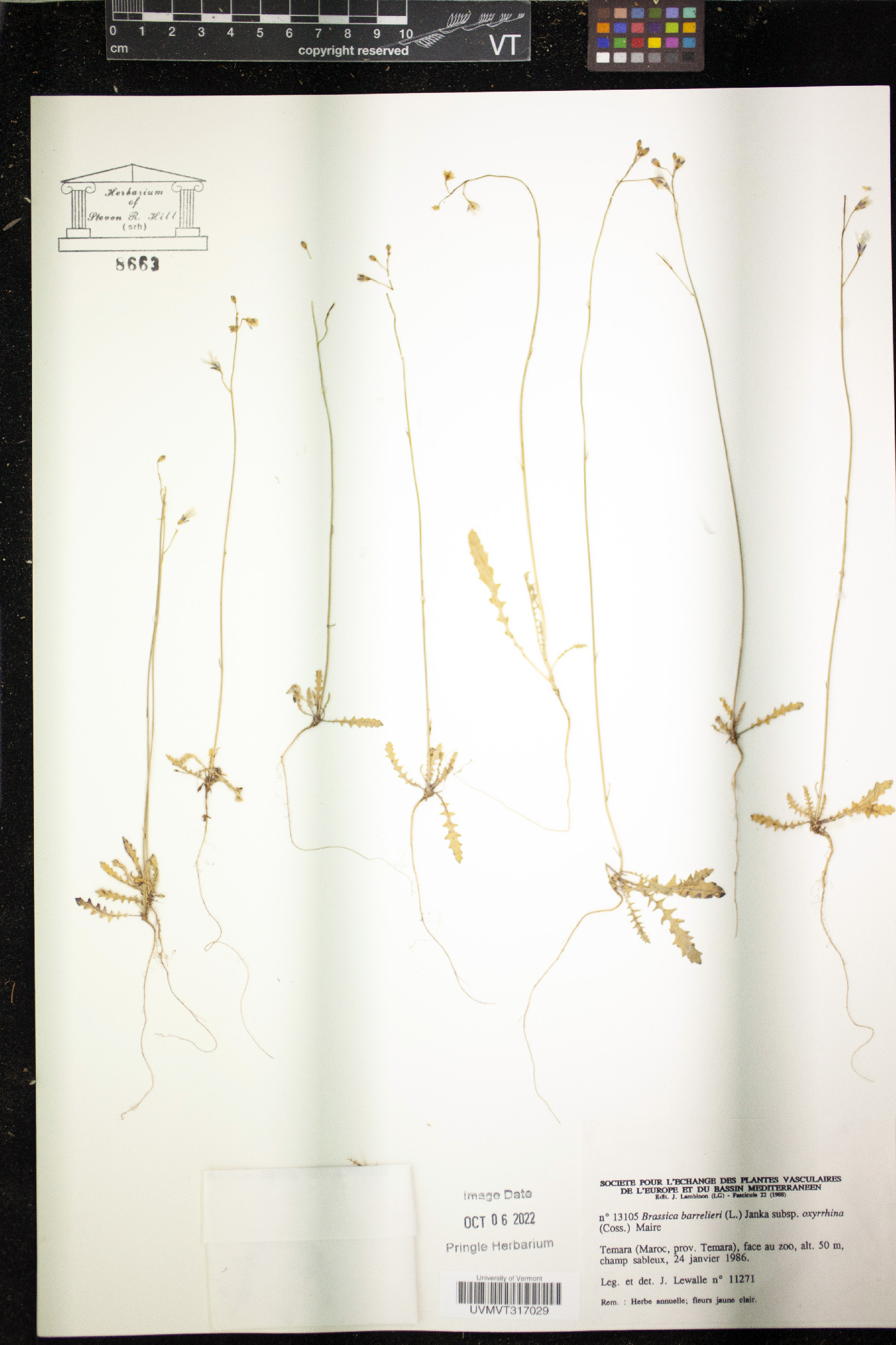 Brassica barrelieri image