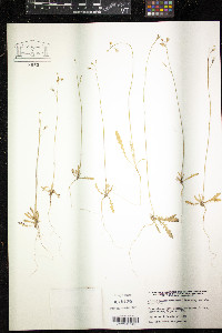 Media resource of Brassica barrelieri