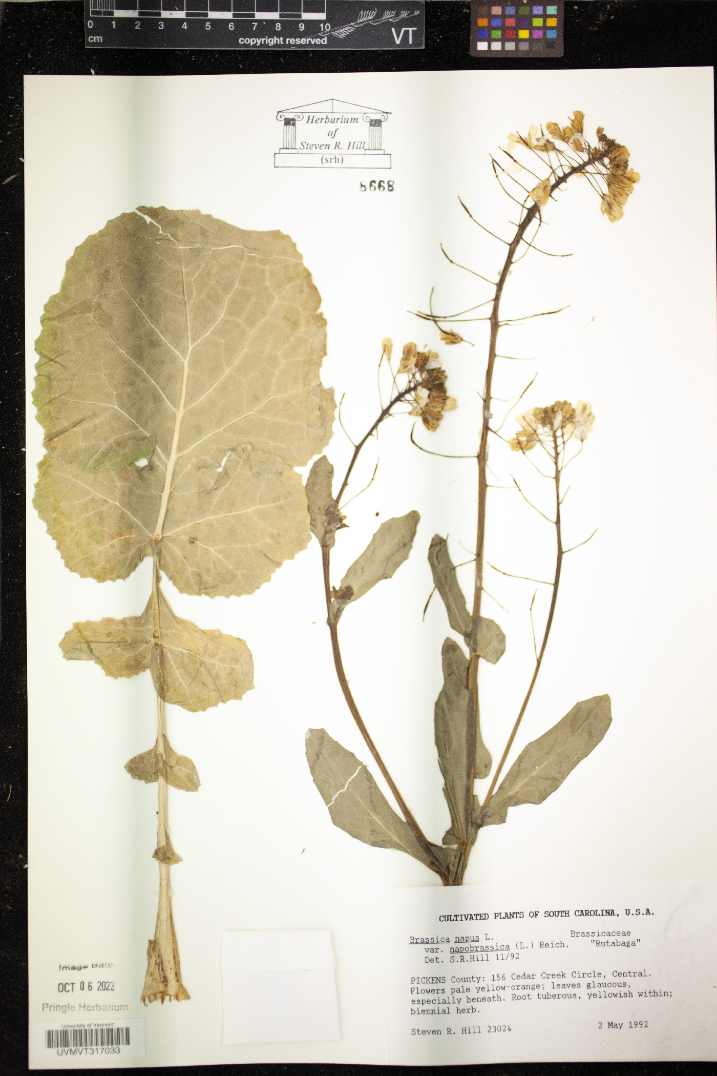 Brassica napus image