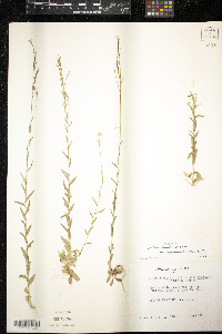 Arabis pycnocarpa image