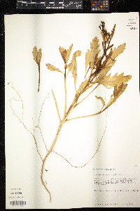 Cakile edentula image
