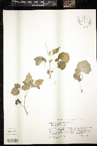 Cardamine flagellifera image