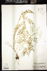 Cardamine impatiens image