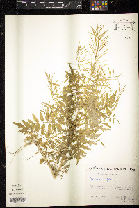 Cardamine impatiens image