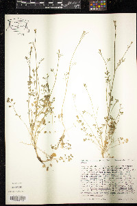 Cardamine oligosperma image