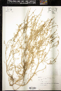 Carrichtera annua image