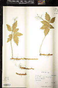 Cardamine diphylla image
