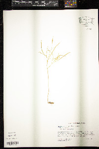 Cardamine dissecta image