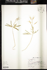 Cardamine dissecta image