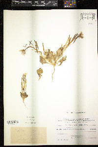 Diplotaxis acris image
