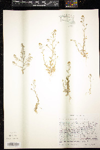 Draba brachycarpa image