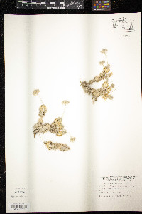 Draba hispanica image