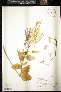 Hesperis matronalis image
