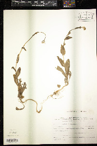 Media resource of Isatis lusitanica