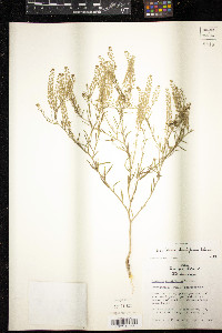 Lepidium densiflorum image