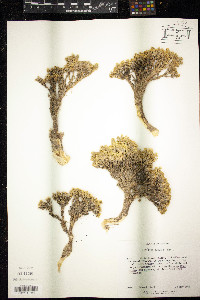 Lepidium nanum image