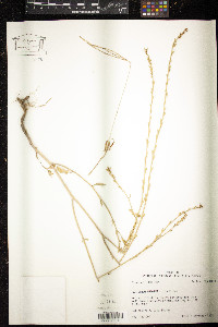 Rapistrum rugosum image