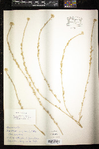 Rapistrum rugosum image