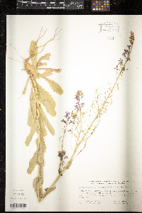 Thelypodiopsis ambigua image