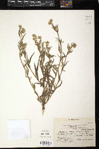 Amsinckia menziesii var. menziesii image
