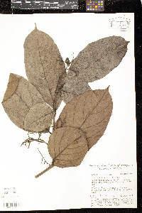 Cordia exaltata image