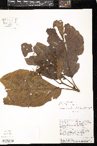 Cordia hebeclada image