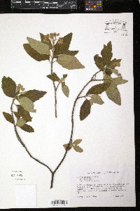 Cordia nesophila image