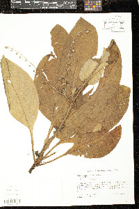 Cynoglossum virginianum image