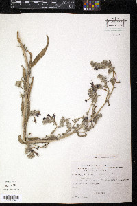 Media resource of Echium angustifolium