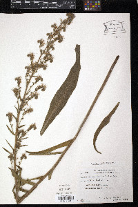 Echium lusitanicum image
