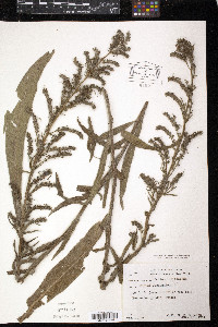 Media resource of Echium lusitanicum
