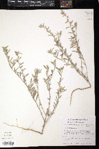 Heliotropium racemosum image