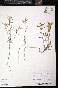 Heliotropium racemosum image