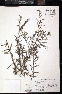 Heliotropium ternatum image
